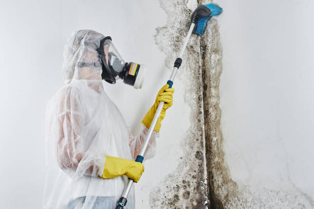 Mold Odor Removal Services in Parker, TX